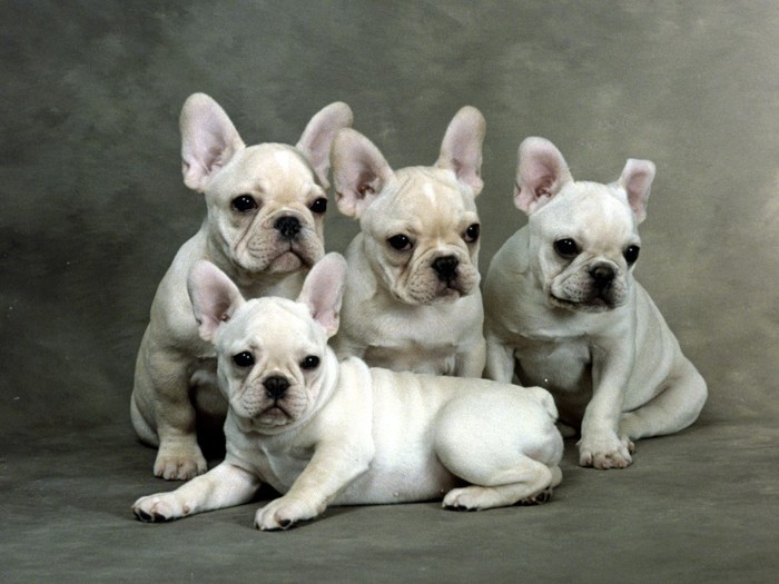 Family Gathering, French Bulldogs Family Gathering, French Bulldogs