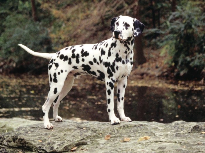 Flecks, Dalmatian Flecks, Dalmatian