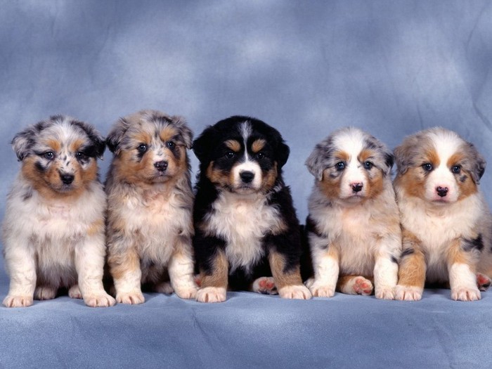 Fluffy Five, Shepherd Puppies Fluffy Five, Shepherd Puppies