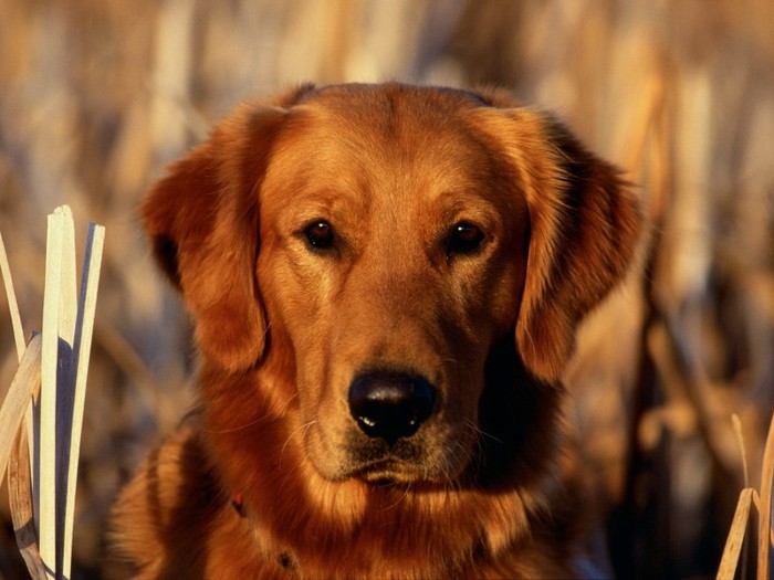Golden Glow Golden Glow