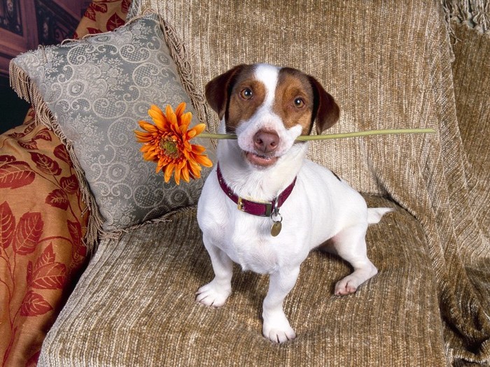 Good Dog, Jack Russell Terrier Good Dog, Jack Russell Terrier