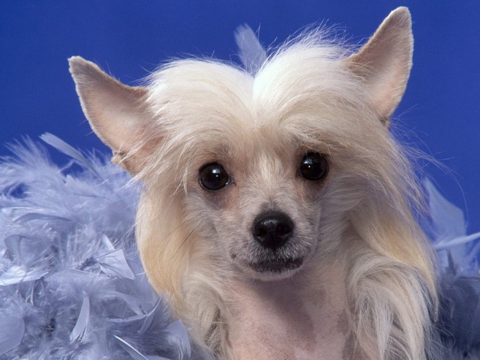 Greta, Pyramid Chinese Crested Greta, Pyramid Chinese Crested