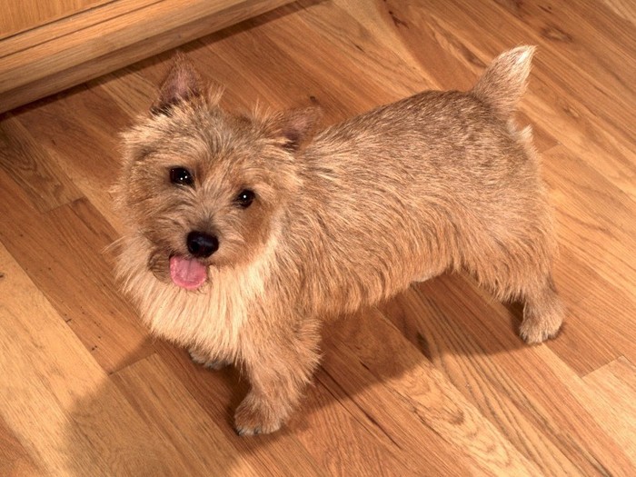 Happy to See You, Norwich Terrier Happy to See You, Norwich Terrier