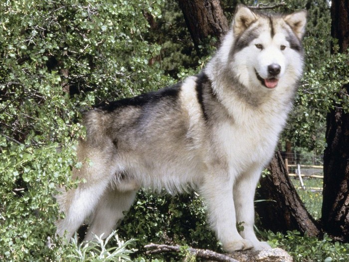 Hugabear, Champion Alaskan Malamute Hugabear, Champion Alaskan Malamute