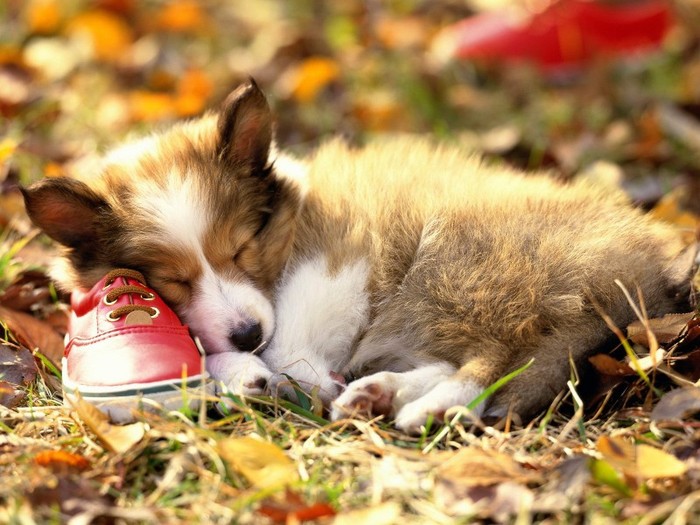 If the Shoe Fits, Shetland Sheepdog If the Shoe Fits, Shetland Sheepdog