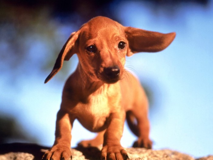 I\'m All Ears I\'m All Ears