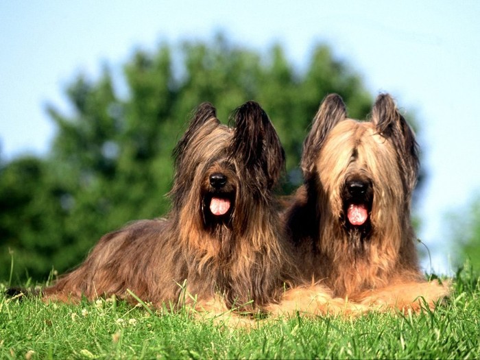 In Need of a Trim, Briard In Need of a Trim, Briard