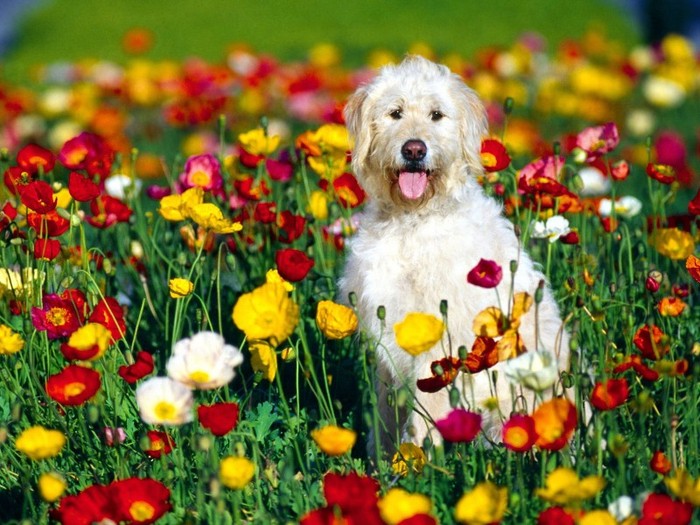 Irish Wolfhound Mix - Poze cu catei