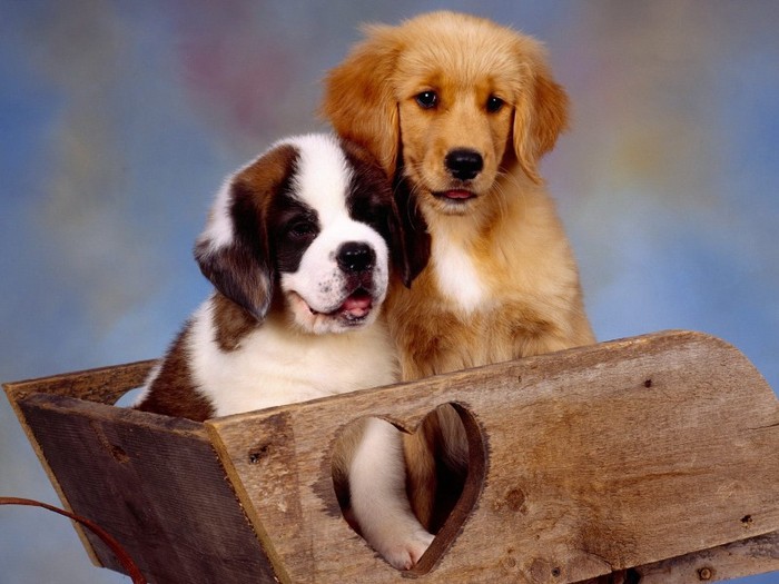 It Takes Two, St. Bernard and Golden Retriever - Poze cu catei