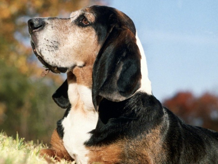 Mollie, Bassett Hound Mollie, Bassett Hound