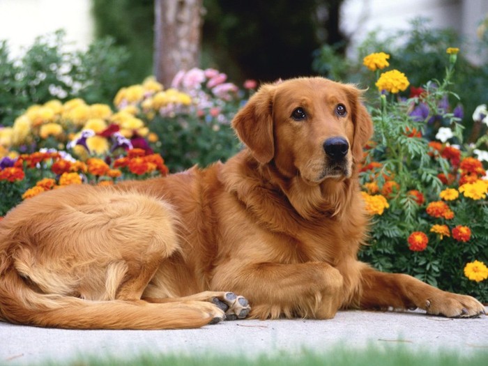 Patience is Golden Patience is Golden