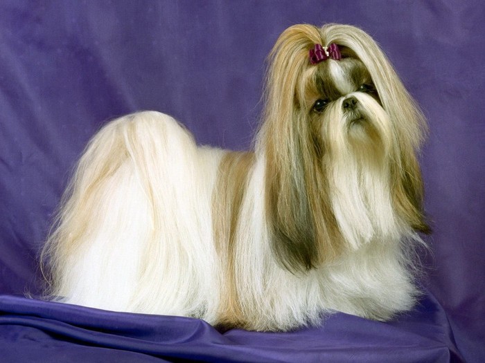 Perfect Hair Day, Champion Shih Tzu Perfect Hair Day, Champion Shih Tzu