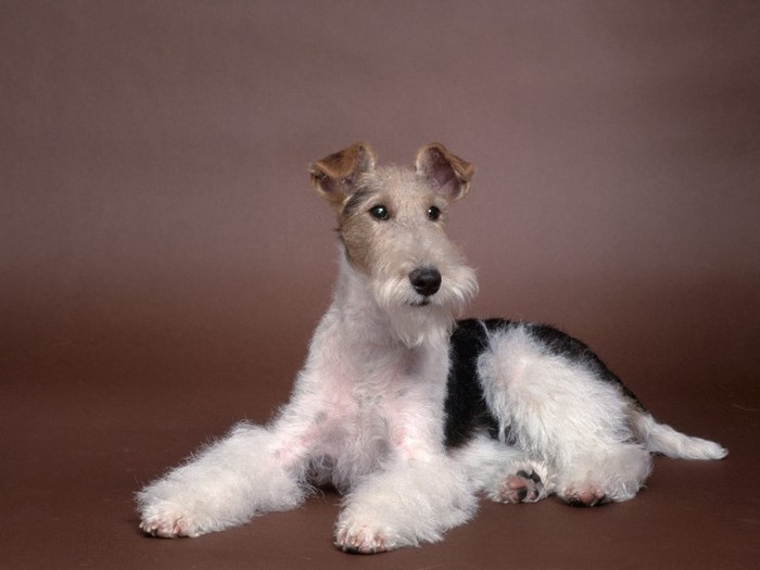 Perfect Pose, Wirehaired Fox Terrier Perfect Pose, Wirehaired Fox Terrier