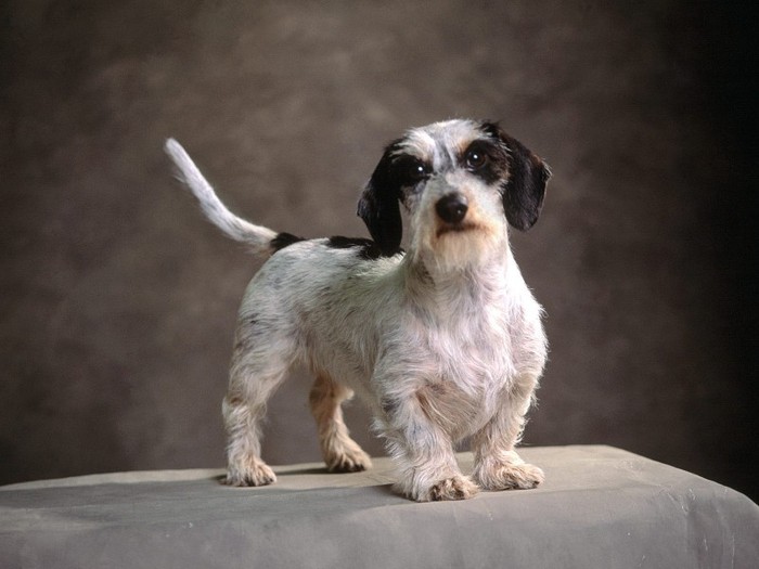 Pibald, Champion Wirehaired Pibald, Champion Wirehaired