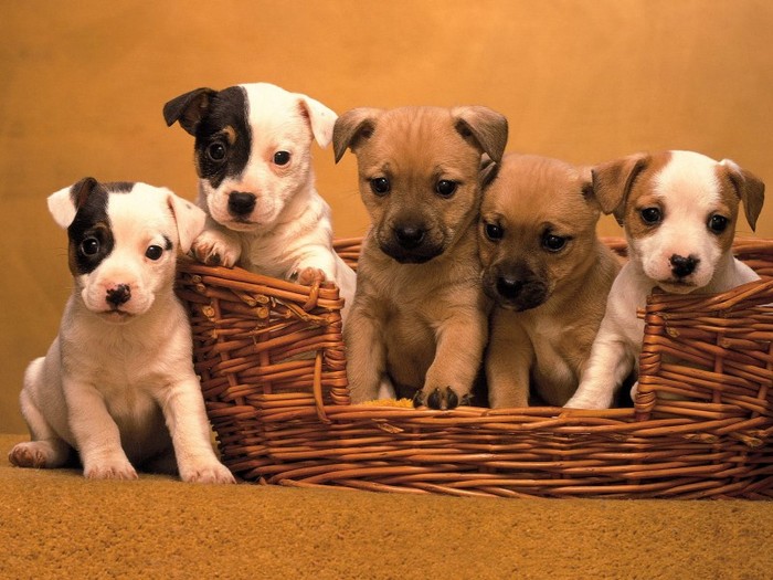 Pound Puppies, Terrier Mix