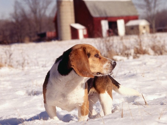 Rabbit Season in Michigan