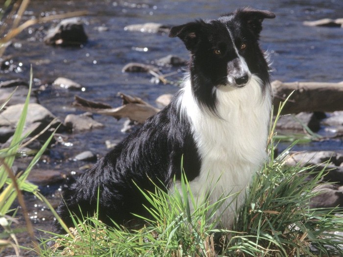 Rocky Mountain Border Collie