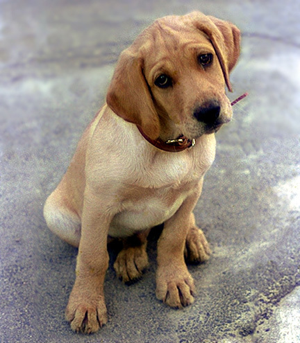 SADDOG