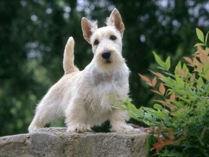 Samari, Scottish Terrier, -Wheaten- Color
