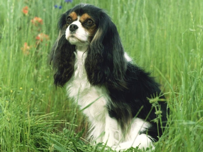 Shelley, Cavalier King Charles Spaniel