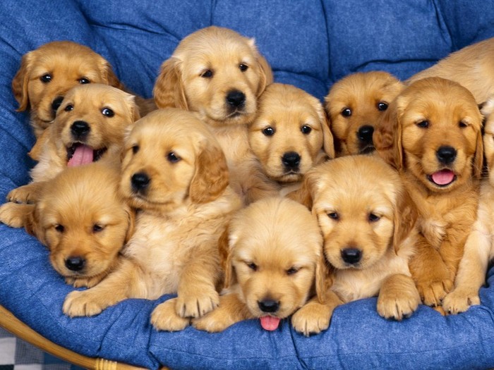 Siblings, Golden Retriever Puppies