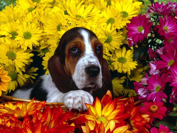 Spring Scents, Basset Hound