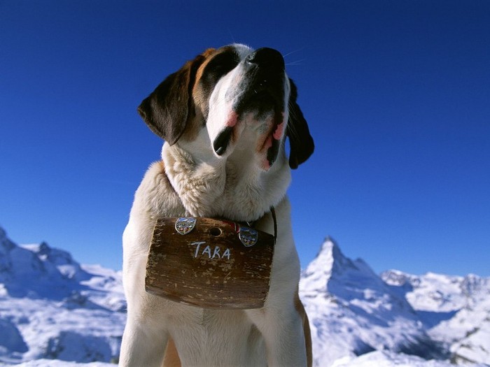 St Bernard, Matterhorn, Zermatt, Valais, Switzerland