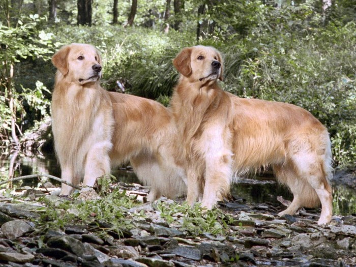 Two Champion Golden Brothers