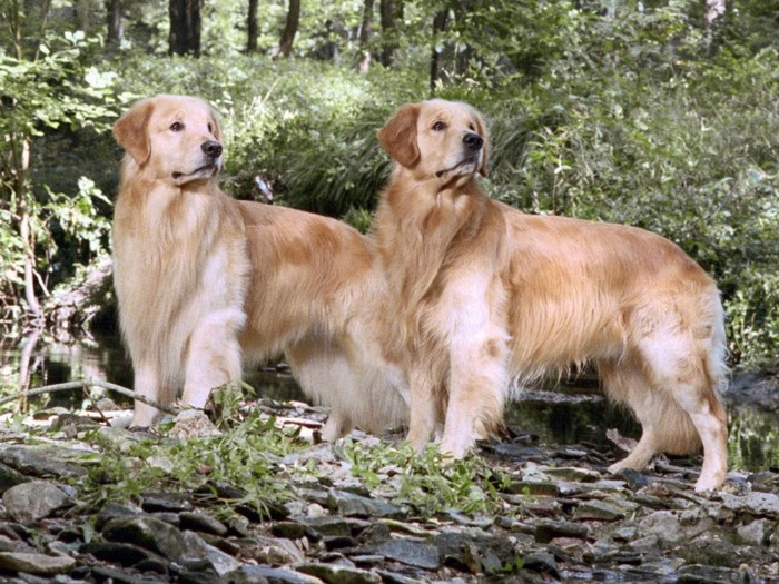 Two Champion Golden Brothers - Poze cu catei