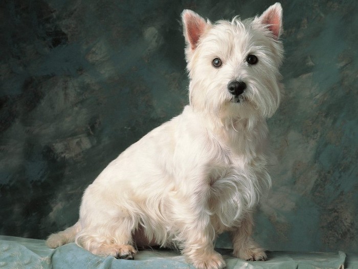 West Highland White Terrier