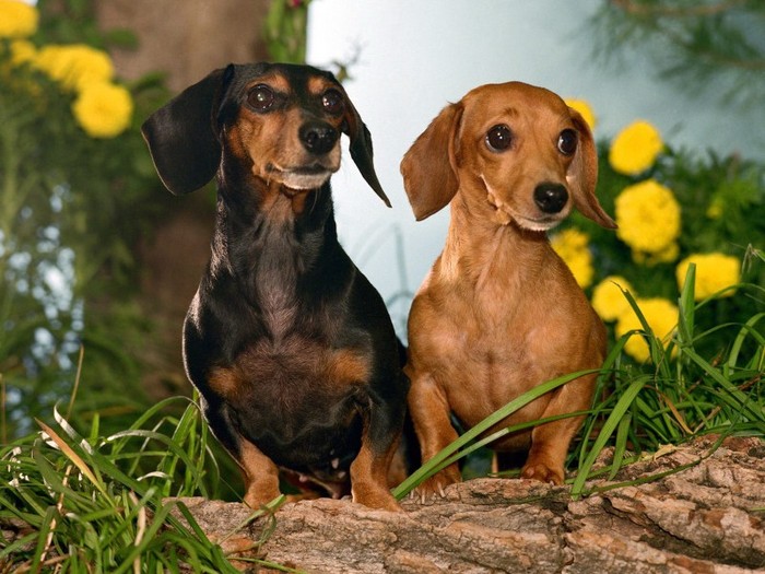 Winston and Maggie, Dachshunds