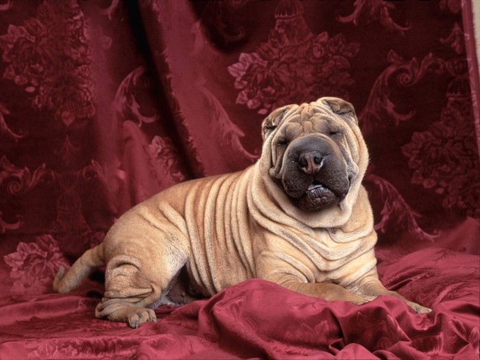 Wrinkles, Chinese Sharpei