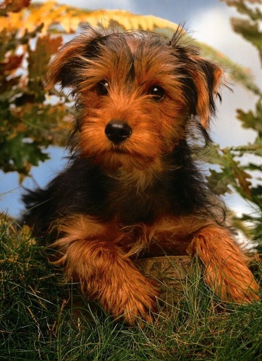 Yorkshire Terrier Puppy