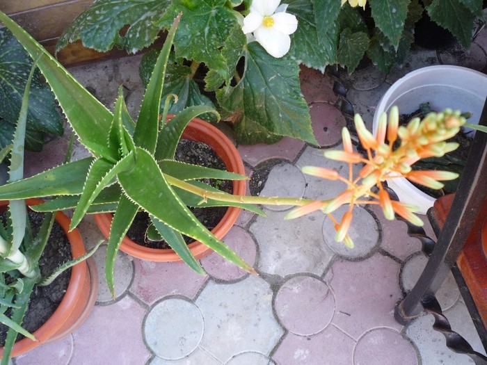 flori 010 - cactusi si suculente