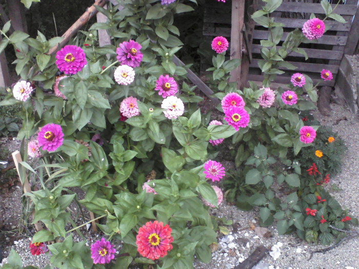 P05-08-11_17.21 - Florile mele