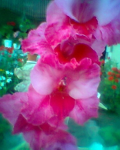 Fotogr.0284 - gladiole