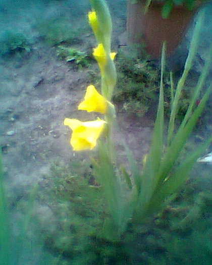 Fotogr.0287 - gladiole