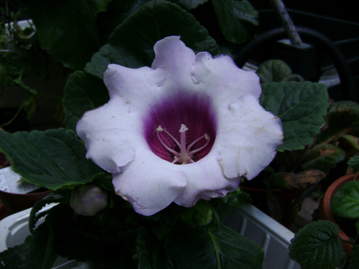 DSC07412 - Gloxinii 2011