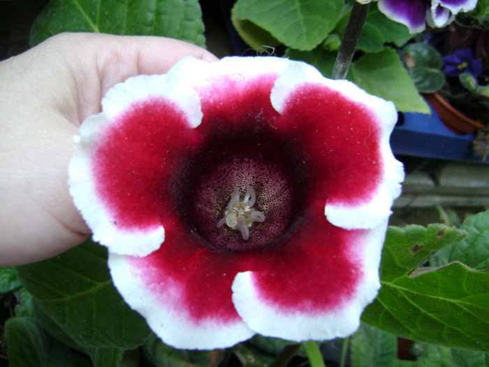 DSC07440 - Gloxinii 2011