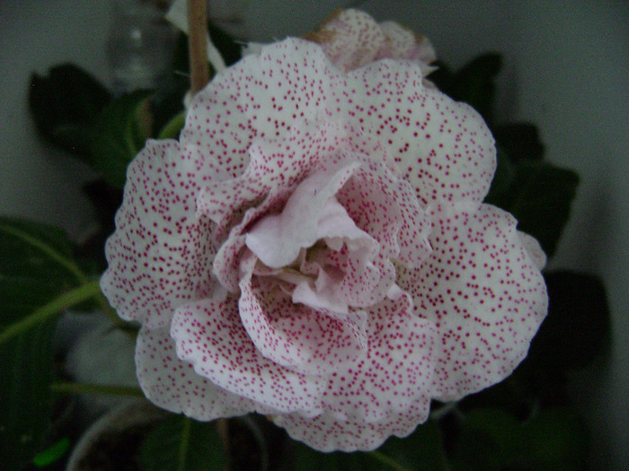 DSC07449 - Gloxinii 2011
