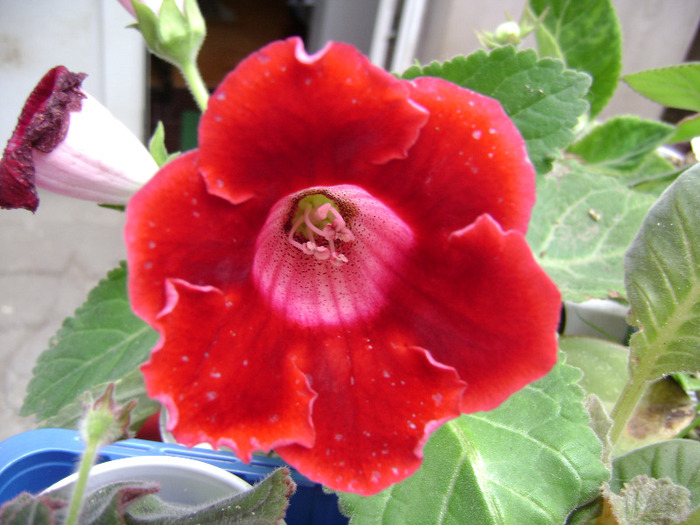 DSC07475 - Gloxinii 2011