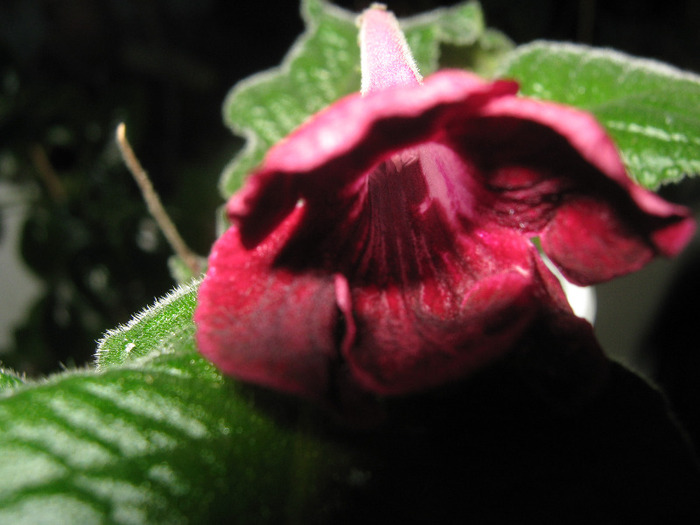  - streptocarpus Vampires Kiss