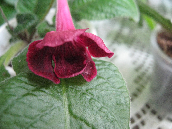  - streptocarpus Vampires Kiss