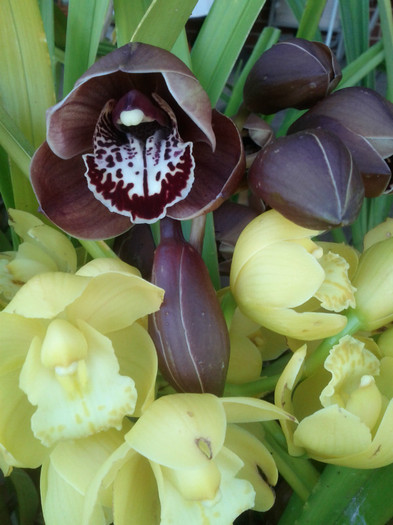 3.08.11 - Cimbidium6