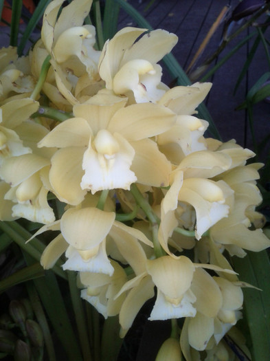 3.08.11 - Cimbidium6