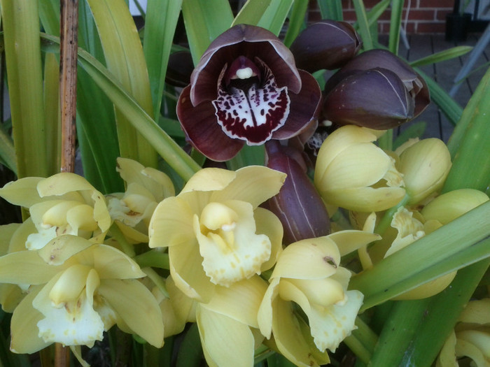 3.08.11 - Cimbidium6