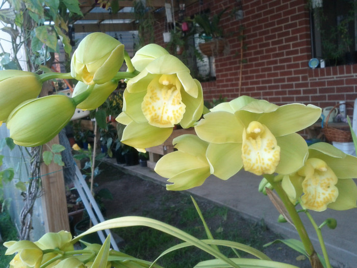 3.08.11 - Cimbidium6