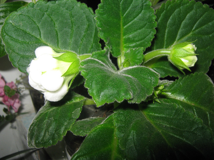  - gloxinia Madonna  alba dubla 2011