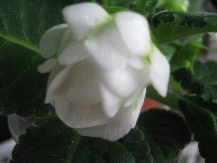  - gloxinia Madonna  alba dubla 2011