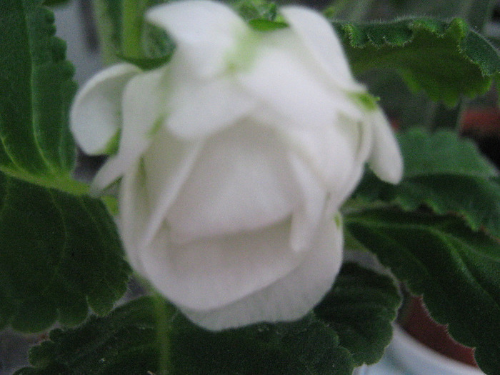  - gloxinia Madonna  alba dubla 2011